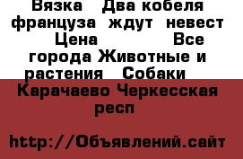  Вязка ! Два кобеля француза ,ждут  невест.. › Цена ­ 11 000 - Все города Животные и растения » Собаки   . Карачаево-Черкесская респ.